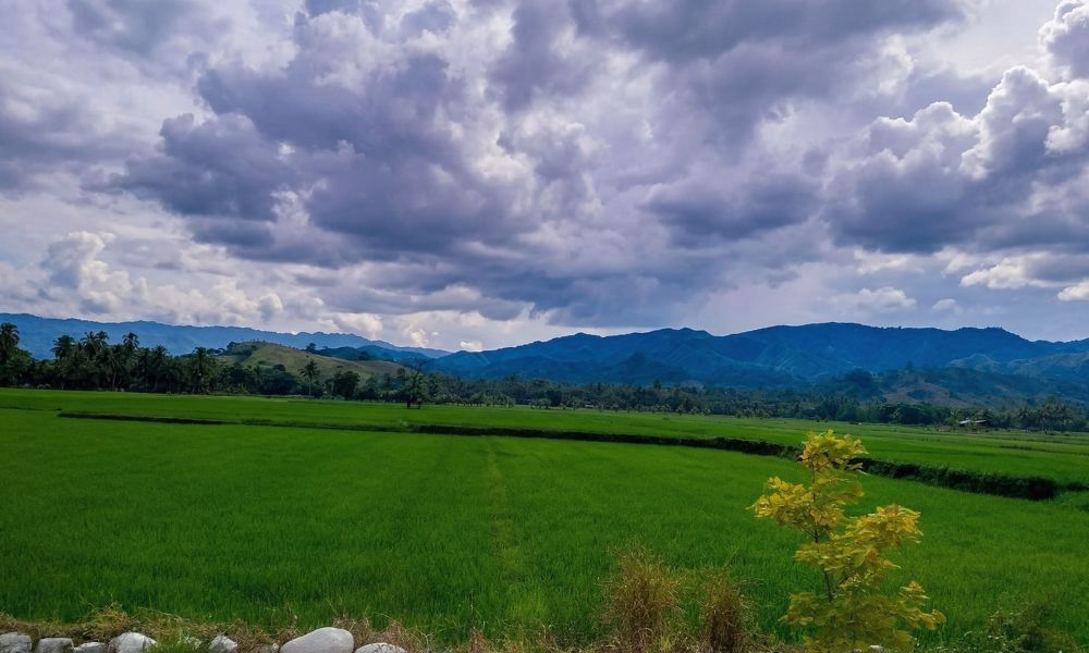 Wide view of green rice fields along the Davao to Koronadal route, showcasing fertile farmland and open rural landscapes under a cloudy sky.