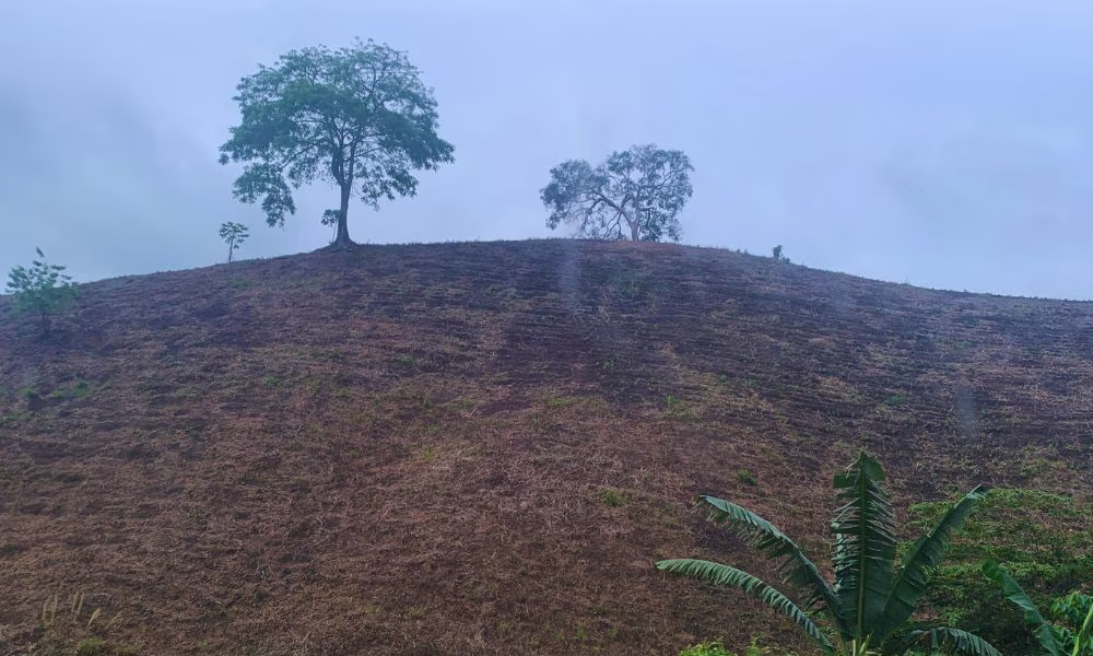 Rolling hills along the Davao to Koronadal route with light fog, featuring grassy terrain and a few scattered trees against a muted, overcast backdrop.