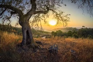 Sunrise over a quiet hillside with a large olive tree, symbolizing reflection, surrender, and lessons from the School of the Cross in sincerity and truth