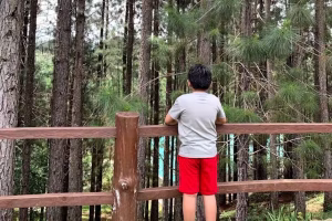 Young boy in a gray shirt and red shorts looking over a wooden railing surrounded by tall pine trees, symbolizing childhood innocence and reflection.