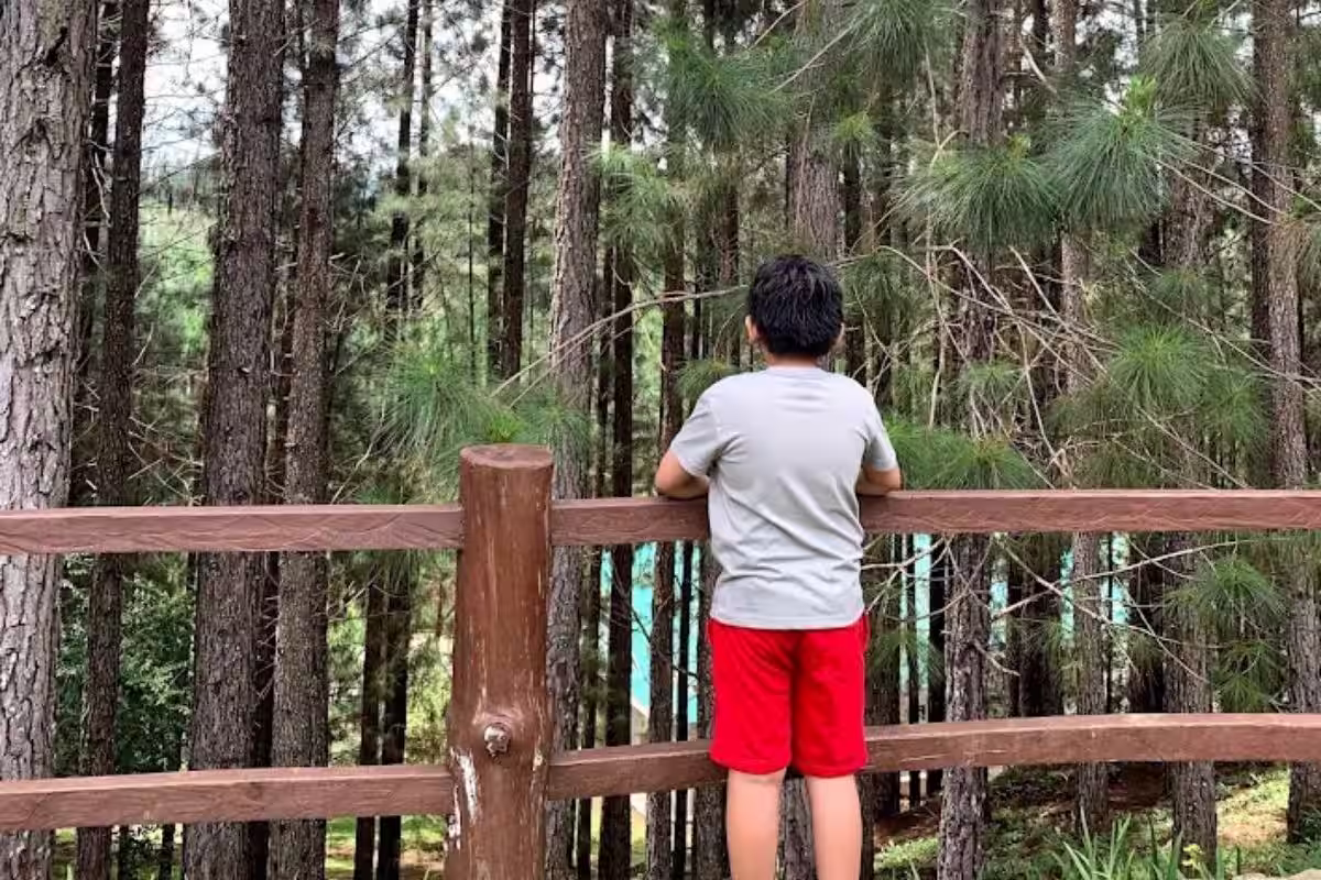 Young boy in a gray shirt and red shorts looking over a wooden railing surrounded by tall pine trees, symbolizing childhood innocence and reflection.