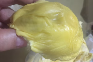 Davao City's durian looks creamy and delicious