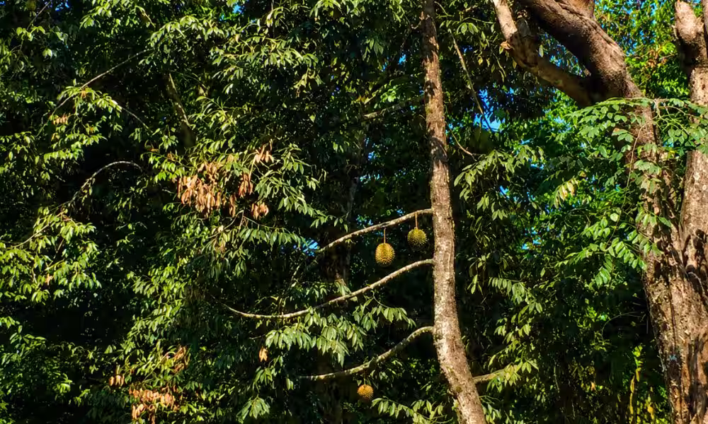 Eating durian with a view of the durian tree