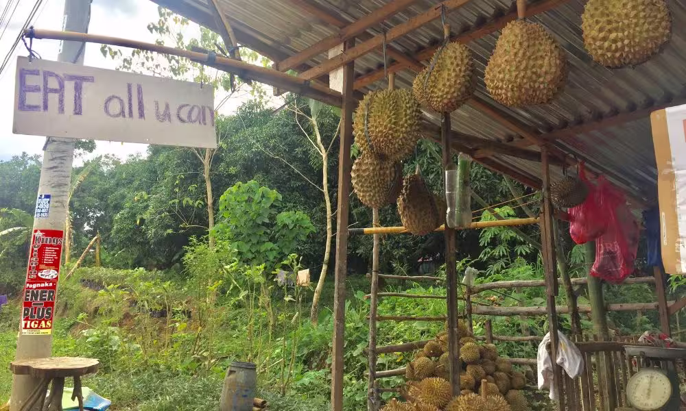 Durian eat all you can on the roadside in Davao City