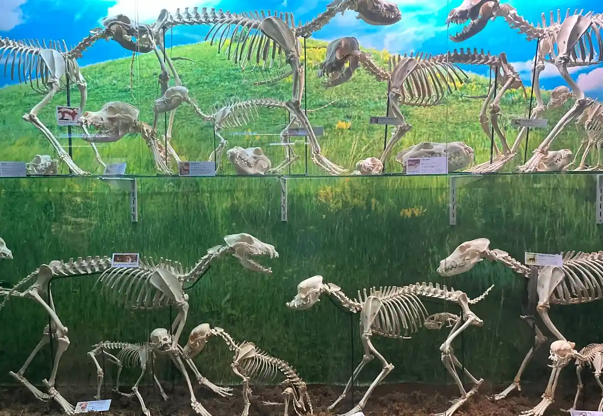 Bone skeleton displays and exhibits at the D'Bone Collector Museum in Davao City