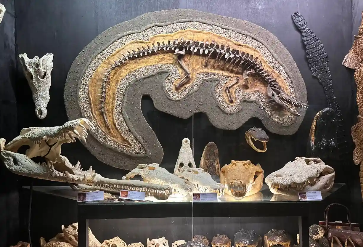 Inside D' Bone Collector Museum, photo 4