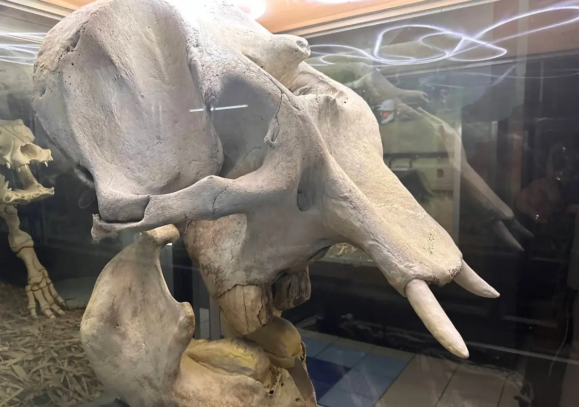 Inside D' Bone Collector Museum, photo 2