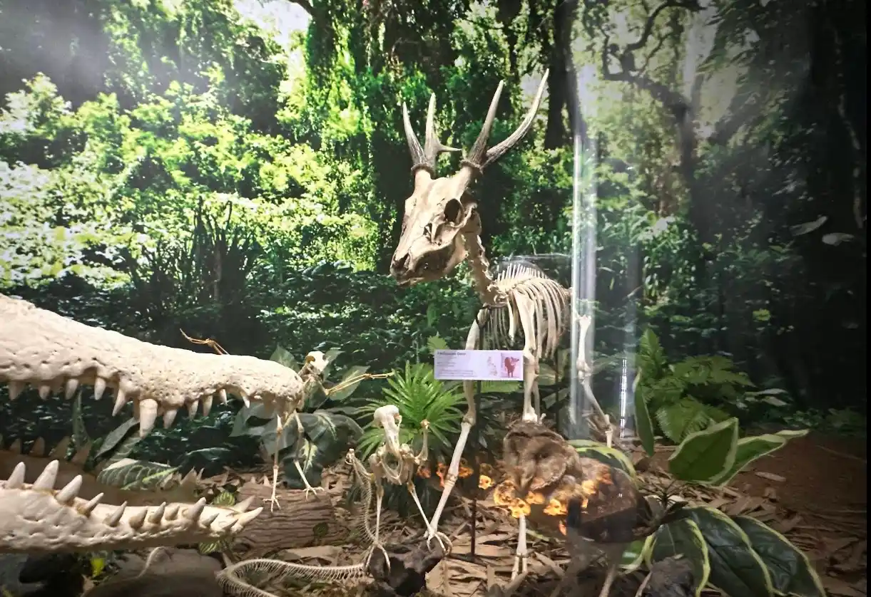 Inside D' Bone Collector Museum, photo 1