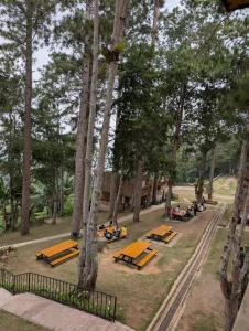 Visitors seated at yellow picnic tables beneath tall pine trees at Camp Sabros.