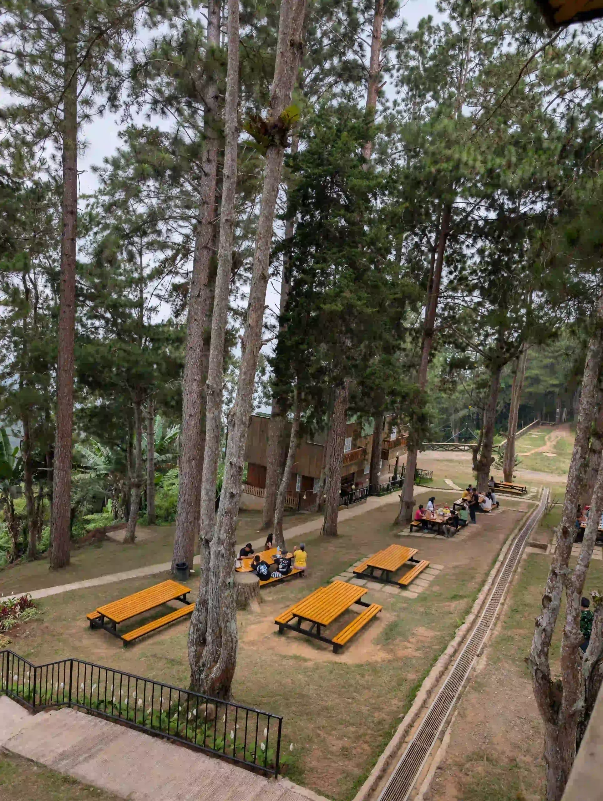 Visitors seated at yellow picnic tables beneath tall pine trees at Camp Sabros.